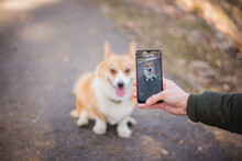 A Young Handsome Caucasian Male Doing A Photo Of A Welsh Corgi Pembroke Dog Doing A Trick