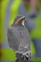 red tailed hawk