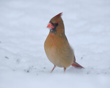 Northern Cardinal Female Sitting In Blowing Snow During A Winter Storm, Full Profile