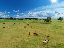 Green Pastures Of Horse Farms. Country Summer Landscape.