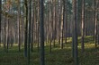 las sosnowy oświetlony letnim słońcem, wysokie pnie drzew iglastych, ubogie poszycie leśne, las miejscem odpoczynku po pracy i źródłem czystego powietrza