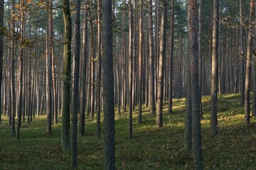  las sosnowy oświetlony letnim słońcem, wysokie pnie drzew iglastych, ubogie poszycie leśne, las miejscem odpoczynku po pracy i źródłem czystego powietrza