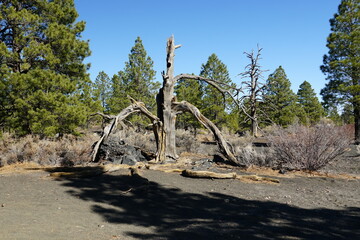 tree in desert forest