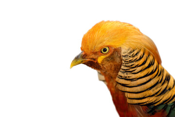 Wall Mural - Closeup Golden Pheasant isolated on white background