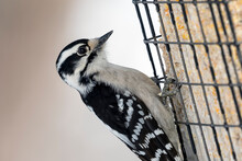 Close Up Of A Female Downy Woodpecker Perched On A Suet Feeder
