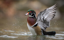 A Wood Duck In Spring In A Lake 