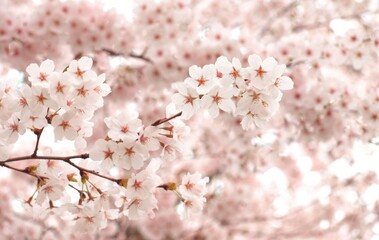 Wall Mural - 美しい桜の花、日本の春の風景、ソメイヨシノ、背景素材