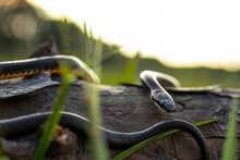 Ring-necked Snake On Log In Sunset