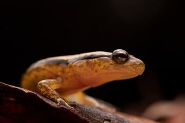 Two Lined Salamander in Wet Leaves