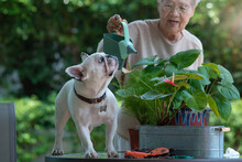 Happy Senior Woman Of 80 Years Taking Care Of Trees, Pouring Water On Green Plants, Dog Wanted To Drink The Water From The Cans That Grandma Poured