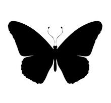 Butterfly Black Icon, Isolated On White
