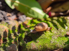 A Land Snail Clawing On Green Moss 