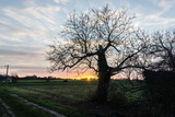 Fototapeta Sawanna - tree in the sunset