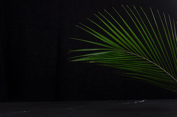 Jungle dark background - green palm leaf and black marble as border, black wall, copy space.