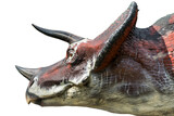 Fototapeta  - Portrait of triceratops isolated on white background