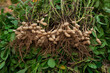 Fresh peanuts plants with roots plants harvest of peanut plants.