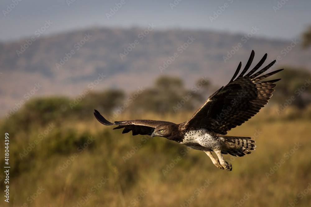 Hawk flying over savana in Serengeti National Park in Tanzania during safari with blue sky in background. Wild nature of Africa - obrazy, fototapety, plakaty 