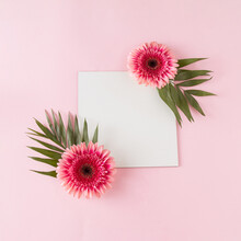 Spring Concept With Card Frame, Pink Daisy And Green Leaves, Pink Background. Minimal Natural Flat Lay.