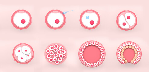 The stages of segmentation of a fertilized 
ovum. 
Human embryonic development. 
3d rendering medical illustration.