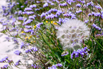 Wall Mural - dandelion in field of lavender