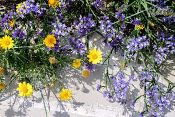 Wall Mural - Yellow and violet steppe flowers