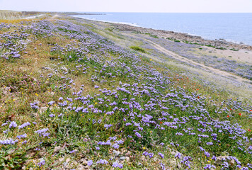 Wall Mural - field of lavender on sea beach