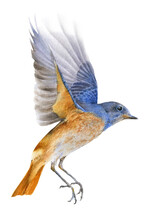 A Flying Bluebird  Hand Drawn In Watercolor Isolated On A White Background. Watercolor Illustration. 