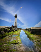 Seagulls Flying Around Pigeon Point Lighthouse, California, USA