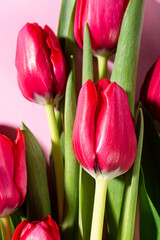 Wall Mural - Pink background with dark pink tulips, Easter. Birthday, mother day greeting card concept. Top view, flat lay.