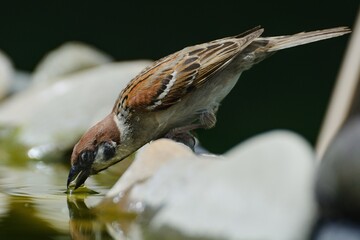 Tree sparrow (Passer montanus) drinks water from a bird's waterhole. Czechia. Europe