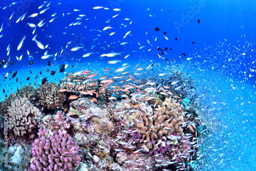 水中 海中 アドビストックのデザイン かべいろ Com おしゃれ壁紙リフォーム貼り替え インクジェット壁紙のかべいろ Com