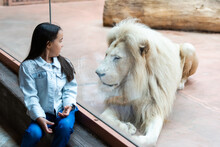 Little Girl Watching Through The Glass At White Lion In Zoo. Activity Learning For Kid.
