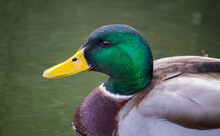 Portrait Of A Male Mallard Floating In The Pond