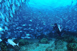 sipadanのギンガメアジの群とdiver