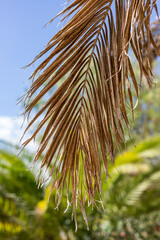 Canvas Print - dried brown palm leave with sky in spain