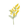 Acacia flower symbol of Women's Day and spring. Isolated on white background, vector illustration.
