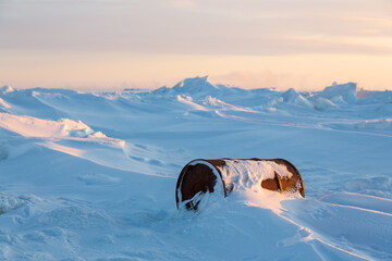 Wall Mural - a rusty barrel on the shores of a frozen sea in the arctic. problems of ecology and environmental po