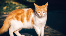The Angry Facial Expression And The Mean Eyes Of The Cat Looking At The Camera, White And Orange Fluffy Cuddly Pet On Four Legs. Morning Bright Light Hitting Its Face Front.