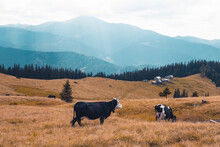 Cattle Grazing In A Meadow On A Hill