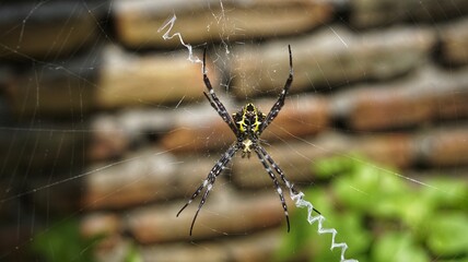 spider on the web
