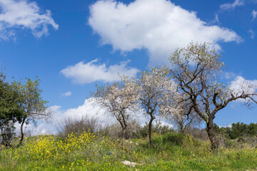 Blooming wild almond trees among yellow flowers against a blue sky with clouds. Israel