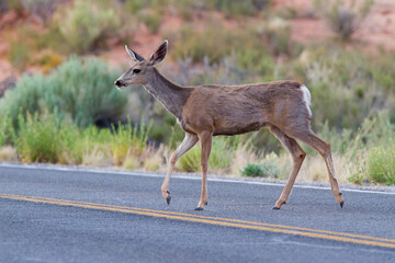 Wall Mural - Beautiful roe deer on the asphalt road