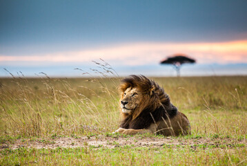 Wall Mural - Lone male lion staring over the Masai Mara in the evening