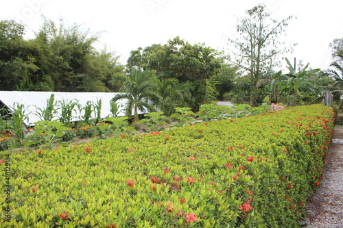Countryside landscape, with beautiful flower fences in Vietnam