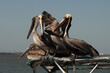 Four brown pelicans squabbling for position to catch handouts form fisherman; coastal Texas
