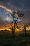 Fototapeta Na ścianę - Trees at sunset in Buenos Aires Province, Argentina