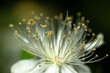 Common Myrtle Flower Photographed in Sardinia, Pistilli, Details