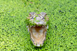 © RooM The Agency - Close-up of a crocodile with an open mouth amongst duckweed in a river, Indonesia