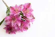 Flowers Of Alstromeria On A Bright Background. Front View.