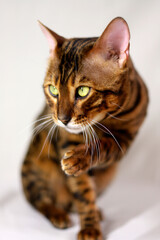 Bengal cat B looks at the viewer with a piercing gaze and extends a paw, soft focus